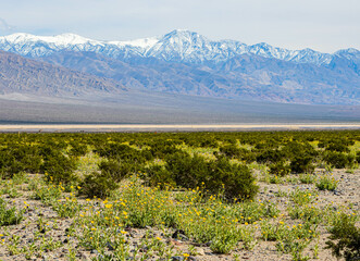 Telescope Peak and The Panamint Mountains With Desert Gold Wildflowers on The Valley Floor, Death Valley National Park, California, USA