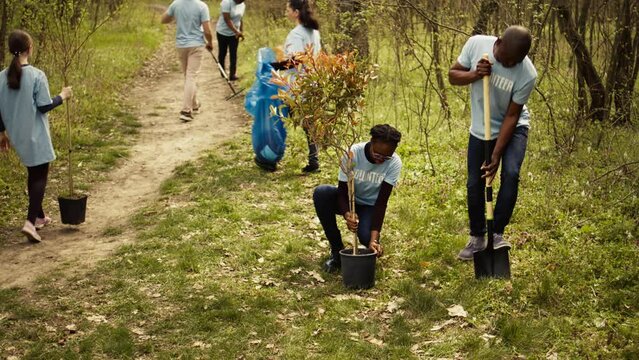 African american volunteers team digging holes and planting trees in a forest, doing litter cleanup and putting seedlings in the ground for nature cultivation concept. Conservation project. Camera B.