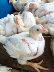 A group of white broiler chickens in a cage. This broiled chicken is consumed by many people.
