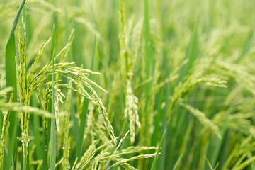 Fototapeta na wymiar green rice field background close up beautiful yellow rice fields soft focus