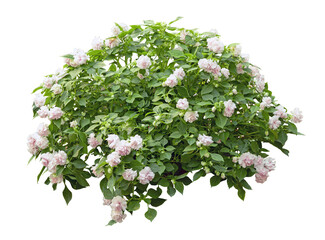 Tropical plant bush shrub white flower green tree isolated on white background. This has clipping path.