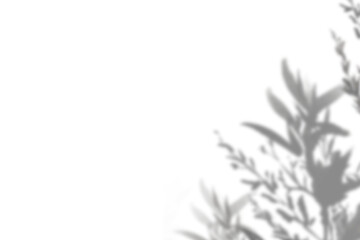 PNG Leaf shadow effect, transparent background