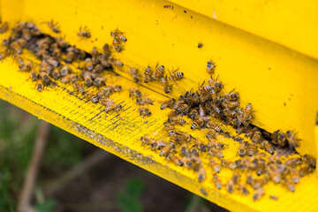 Swarm of busy honey bees entering beehives in the garden