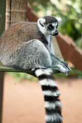 The Ring-tailed lemur backs is grey with grey limbs and dark grey heads and necks. They have white bellies. Their faces are white with dark triangular eye patches and a black nose. 