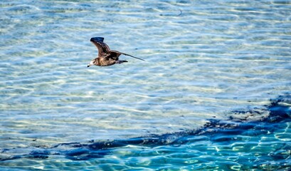 A juvenile Pacific Gull (larus pacificus georgii) flying low over clear blue water on a reef.