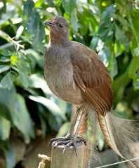 the lyre bird male has an ornate tail, with special curved feathers that, in display, assume the shape of a lyre.