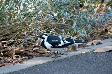 The Magpie-lark is distinctively marked in black and white. The thin whitish bill and pale iris separate it from other similarly coloured species.