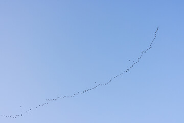 Row of bird fly together over the blue sky
