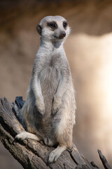 Meerkats take turns standing in a raised lookout position above the burrows so they can see everything and protect their clan while other members are foraging or playing.