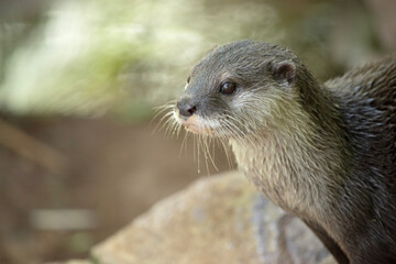 Asian small clawed otters are small, with short ears and noses, elongated bodies, long tails, and...