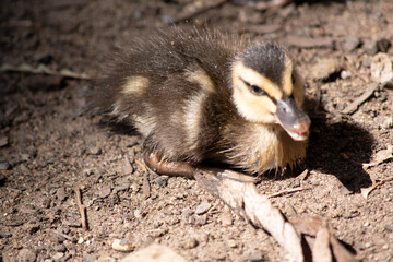 the Pacific black duckling is resting