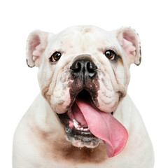 Dog png sticker, cute White English Bulldog on transparent background