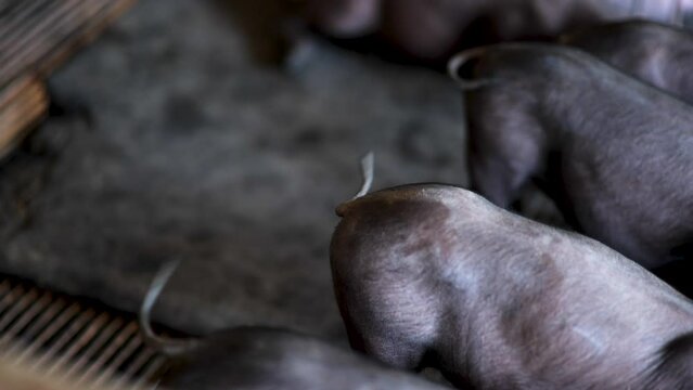 Piglets were raised in dirty pens.