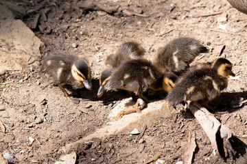 the ducklings are in a group watched over by their mother