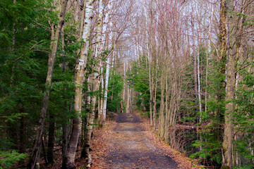 footpath in the forest