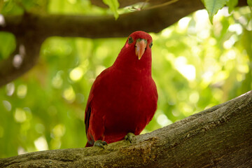 the red lory is mostly red and all the plumage of the upper body is red. There are red, blue, and black marks on the back and wings,