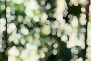 Abstract bokeh blur green tree in forest background.