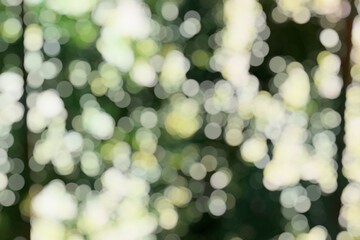 Obraz premium Abstract bokeh blur green tree in forest background.
