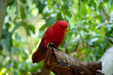 the red lory is mostly red and all the plumage of the upper body is red. There are red, blue, and...