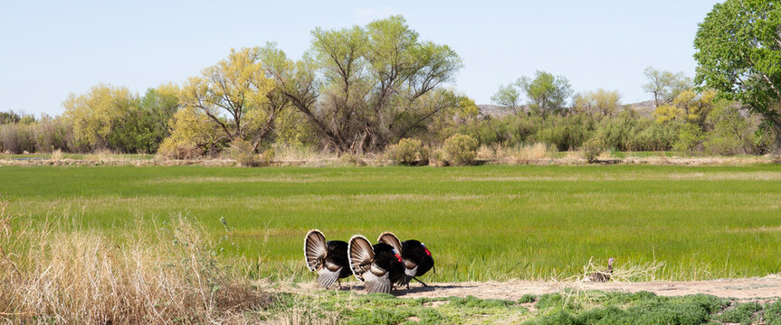 Panorama of male Wild Turkeys in breeding plumage displaying their tails to impress nearby females at Bosque del Apache National Wildlife Refuge in New Mexico, USA