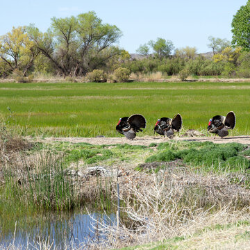 Male Wild Turkeys in breeding plumage display their tails to impress nearby females at Bosque del Apache National Wildlife Refuge in New Mexico, USA