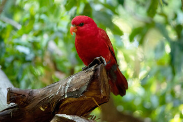 the red lory is mostly red and all the plumage of the upper body is red. There are red, blue, and black marks on the back and wings,