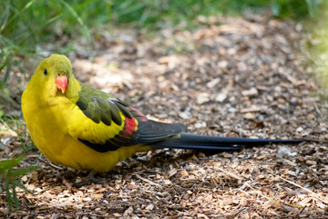 The female regent parrot is all light green. It has yellow shoulder patches and a narrow red band crosses the centre of the wings and yellow underwings.