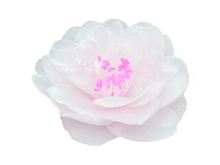 White Camellia flower with pink stamina in white background