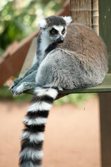 Naklejka premium The Ring-tailed lemur backs is grey with grey limbs and dark grey heads and necks. They have white bellies. Their faces are white with dark triangular eye patches and a black nose.