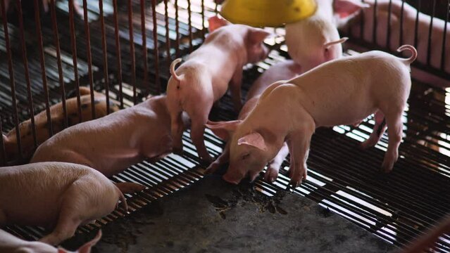 Piglets were raised in dirty pens.