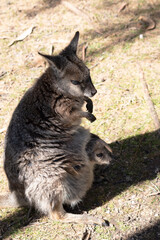 The tammar wallaby  has dark greyish upperparts with a paler underside and rufous-coloured sides...