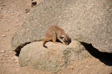 meerkat on a rock