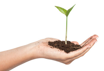 Hand cupping plant png mockup reforestation