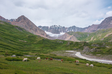Cows grazing on flowering grassy meadow near serpentine mountain river with view to big glacier in large mountains. Snake river flows in green alpine valley under cloudy sky. Cattle among lush flora. - 789818666