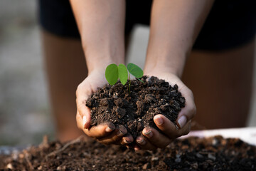Close up on hands holding seedling for planting. Green world earth day Care of the Environment ...