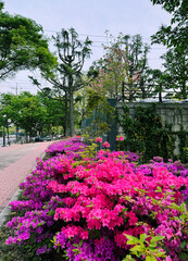 Big tree in Daegu park, many flowers 