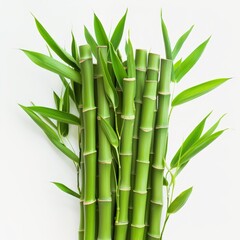 Fototapeta na wymiar A tight shot of green bamboo cluster against a pristine white backdrop, featuring a simple white wall behind