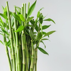   Close-up of bamboo in glass vase, green leaves against white table, gray backdrop