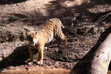 Young tigers have a coat of golden fur with dark stripes, the tiger is the largest wild cat in the...