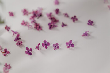  A captivating close-up shot of lilac flowers against a light background, showcasing their delicate...