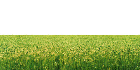 Green field png border, nature landscape, transparent background