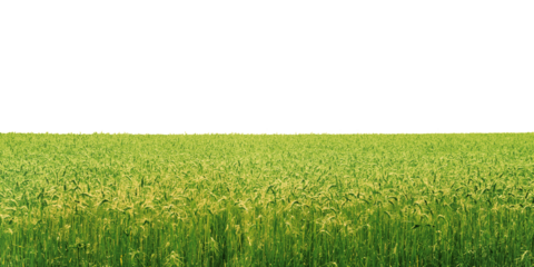 Green field png border, nature landscape, transparent background