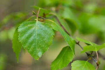 Spring birch leaves closeup selective focus