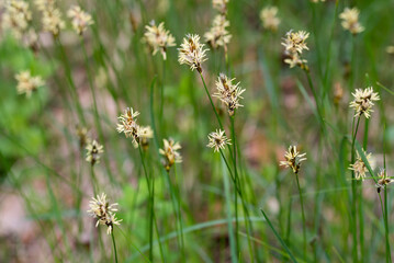 flowering grass in meadow closeup selective focus