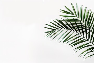 Green palm leaves arranged on a clear white background.