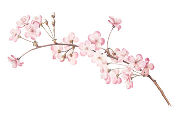 Cherry blossom png sticker, watercolor, transparent background © Rawpixel.com