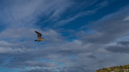The petrel seabird flies in the air against a background of blue sky and clouds. The wings are...