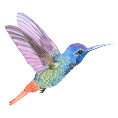 Hand drawn hummingbird transparent png © Rawpixel.com