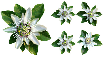 Passion Flower Digital Art 3D Illustration: Vibrant Botanical Design Element with Transparent Background, Isolated Top View Floral Clipart for Exotic Tropical Wallpaper and Decorative Graphics, - obrazy, fototapety, plakaty