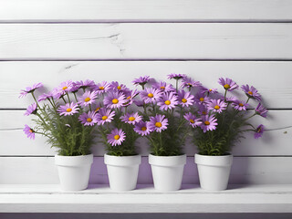 White old vintage wooden wall decorated with purple Daisy in white  pots for background